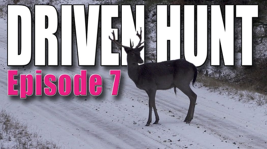 DRIVEN HUNT EPISODE 7 - Fallow Deer and  Wild boar in Östergötland (Drückjagd)