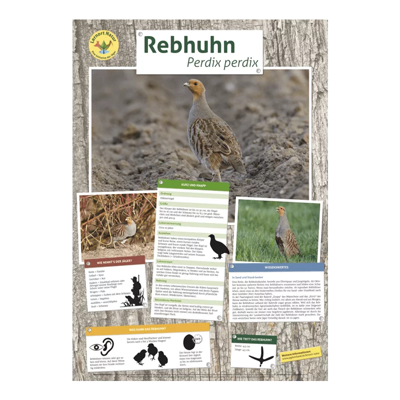 Lieu d'apprentissage nature - Affiche de perdrix