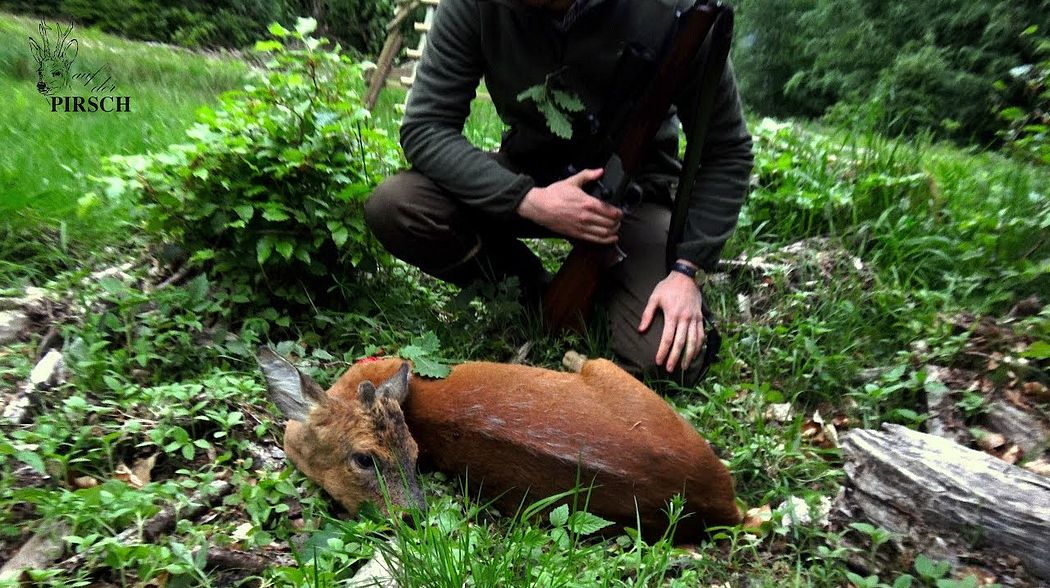 Jagd im Mai 2018 - Teil II Knopfbock, Kitz und Kolbenhirsch