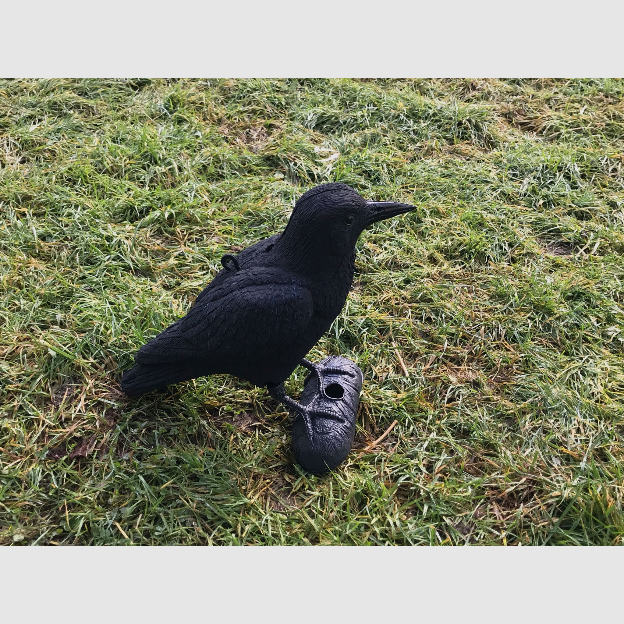 Corbeau