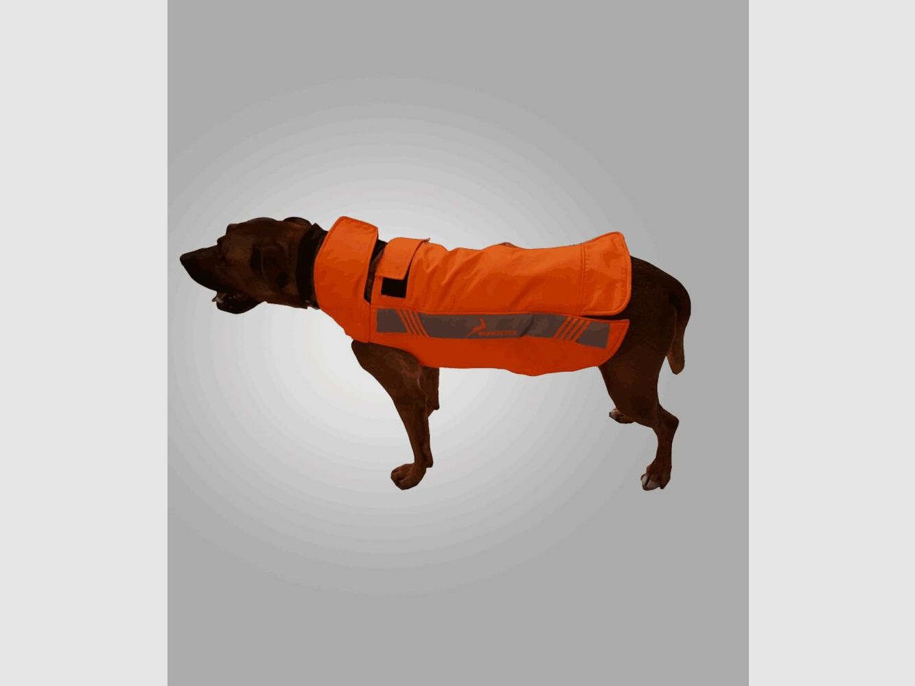 Konustex Integrex - Boar Save-Größe T50 Für: z.B. Jack Russel / Beagle, Bild 1 von 2