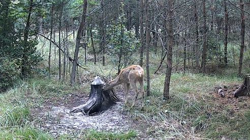 Jagd im Sept. & Okt. 2025