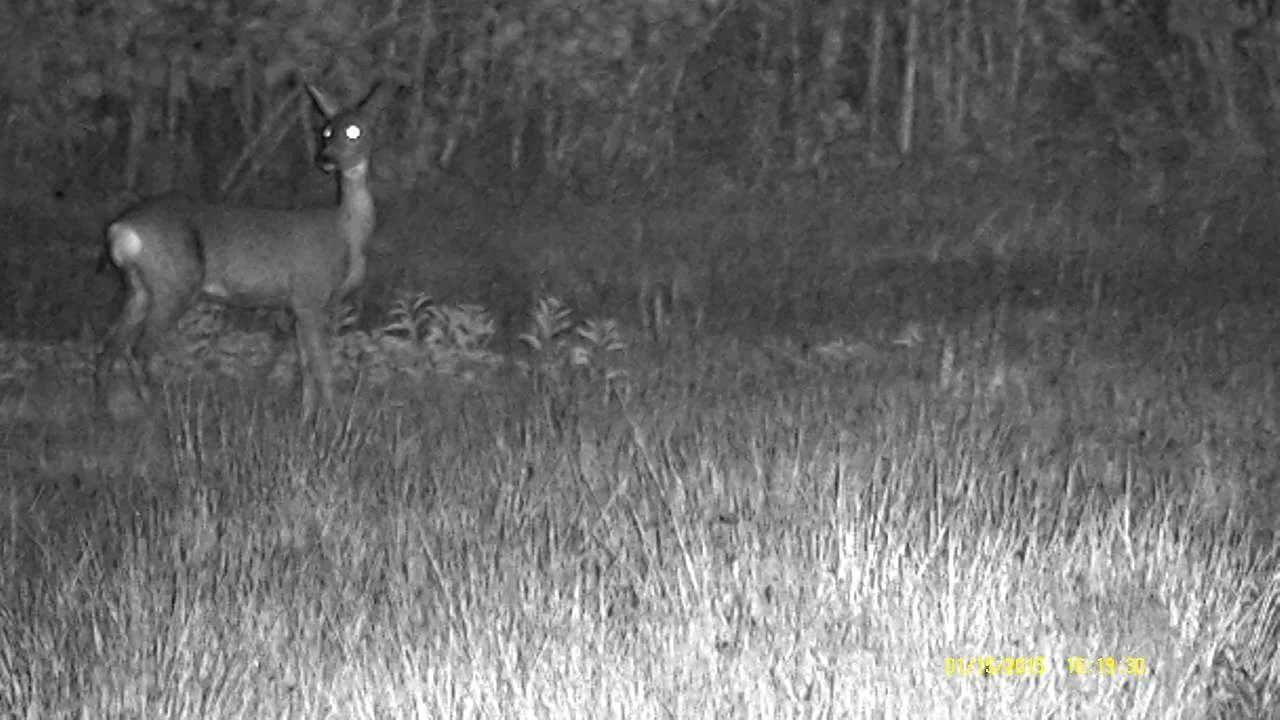 Digitales Tag- und Nachtsichtgerät NightHunter NH-1 6x50, Bild 12 von 34