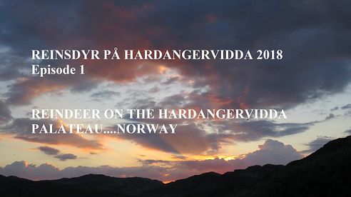 Villrein på Hardangervidda 2018/Reindeer on the Hardangervidda plateau