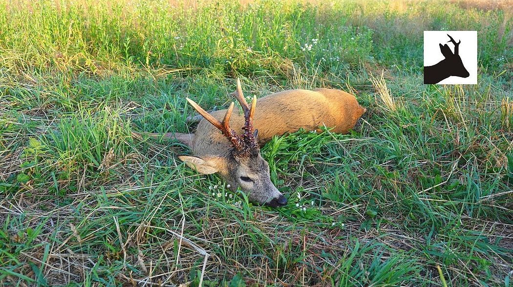 Roebuck stalking - Poranny podchód za rogaczem