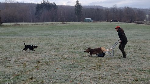 Schubkarrensau in der Jagdhundeausbildung