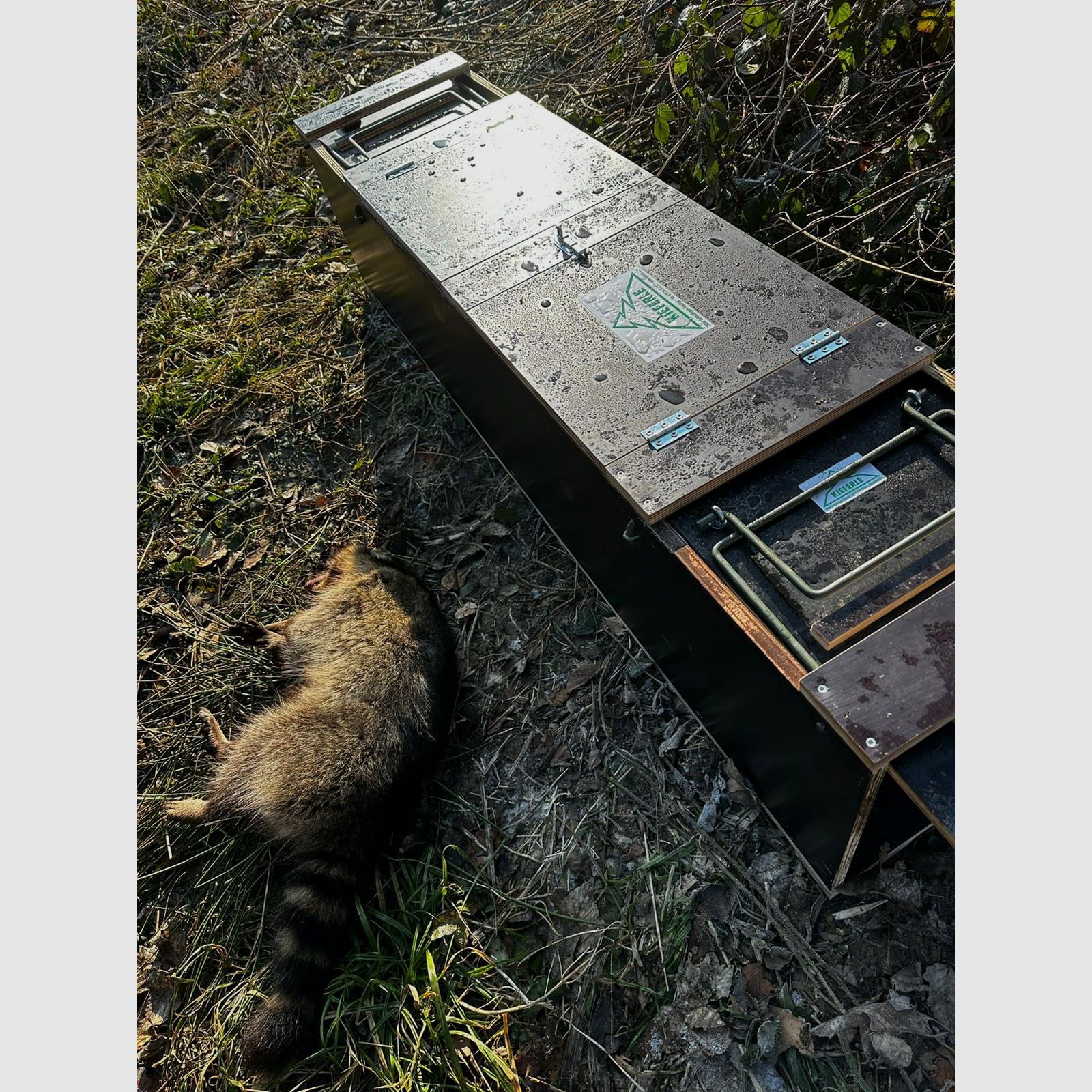 Trappola a scatola Allround Kieferle