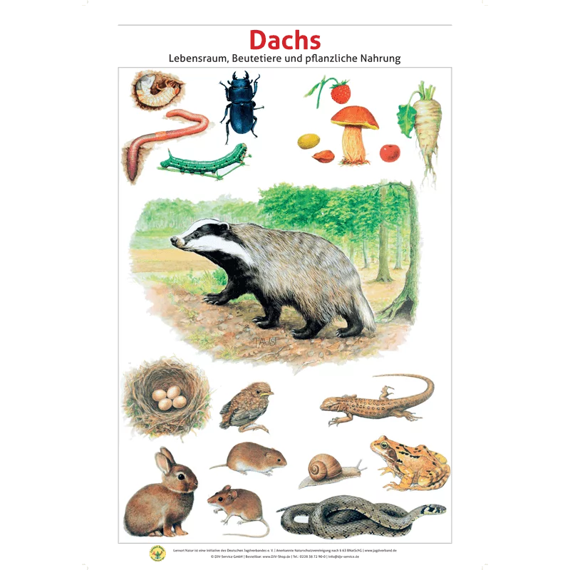 Lernort Natur-Tierposter-Set "Heimische Wildtiere - Lebensraum und Futter", Bild 3 von 13