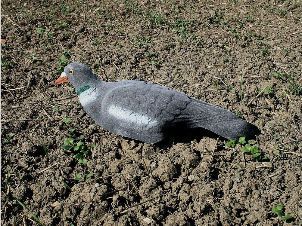 Locktaube Halbschale am Stock