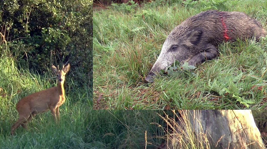 Rehwildjagd im September