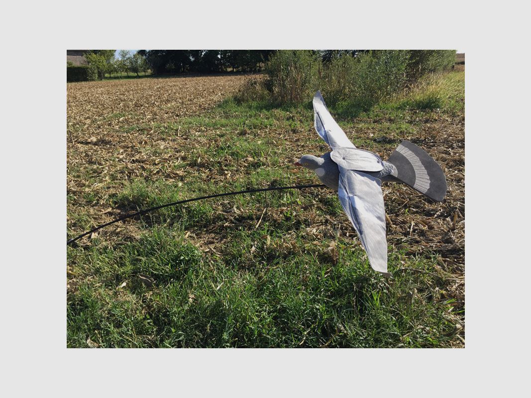 PIGEON FLOATER STEP-FLAP, image 5 sur 6