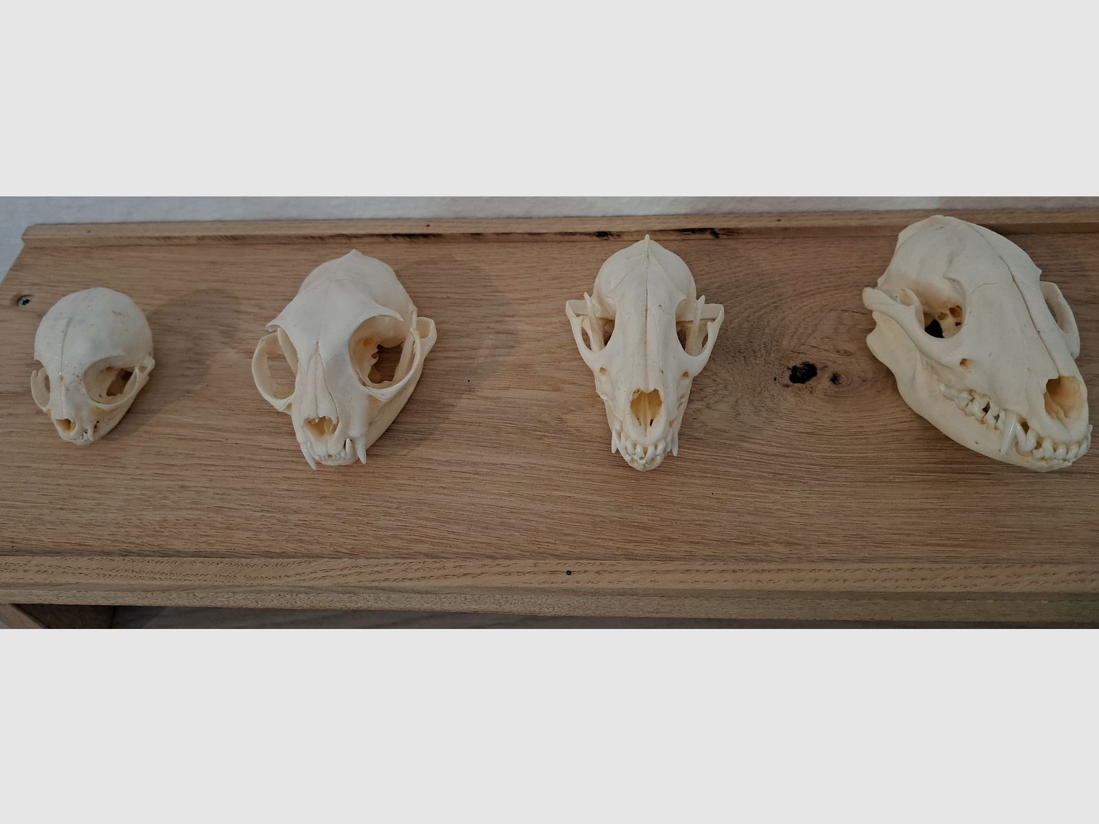 Raubwild Schädel-Sammlung für Lehrzwecke + Eichen Regal