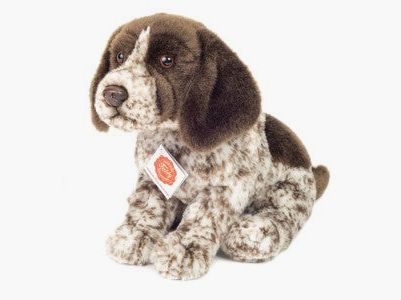 Deutscher Drahthaar Welpe