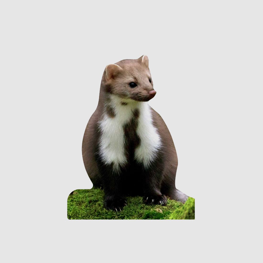 Tieraufsteller Steinmarder