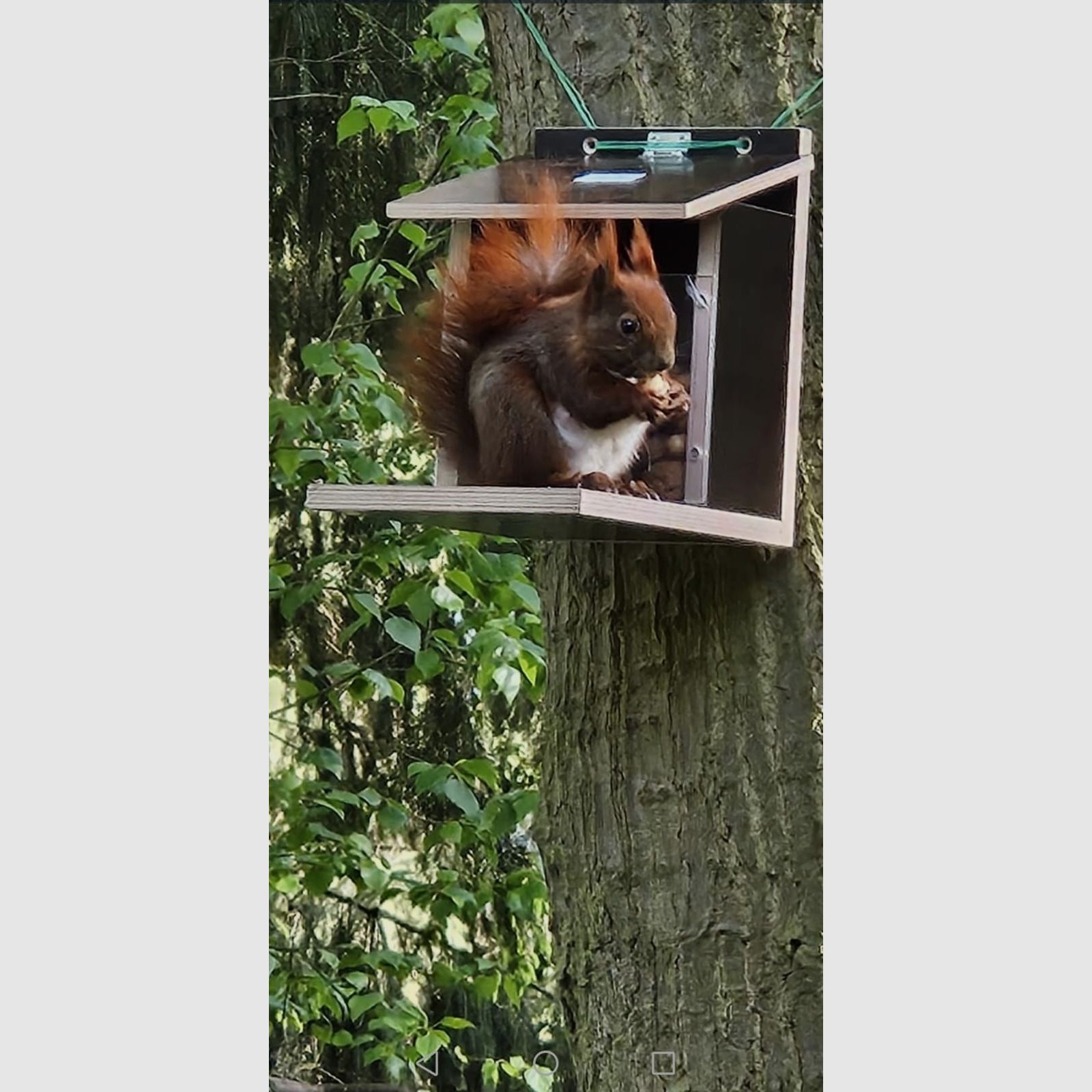 Eichhörnchenfutterautomat