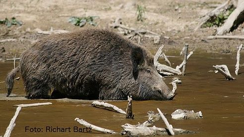 Sind Wildschweine gefährlich? - Alles übers Wildschwein (Teil 3)