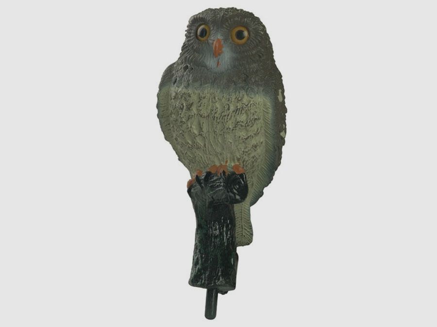 Little Owl