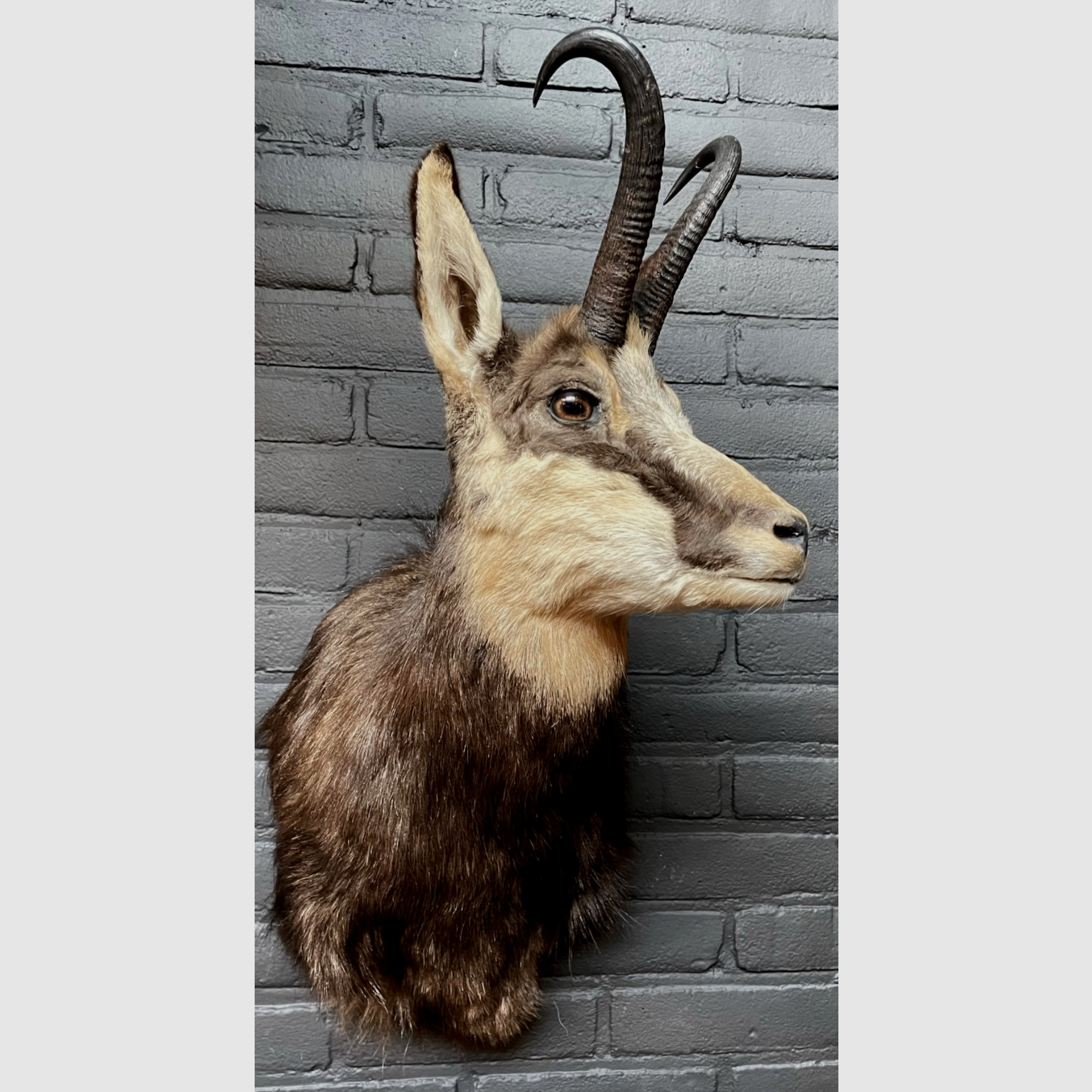Taxidermie Schulterpräparat Gämse, Bild 2 von 2