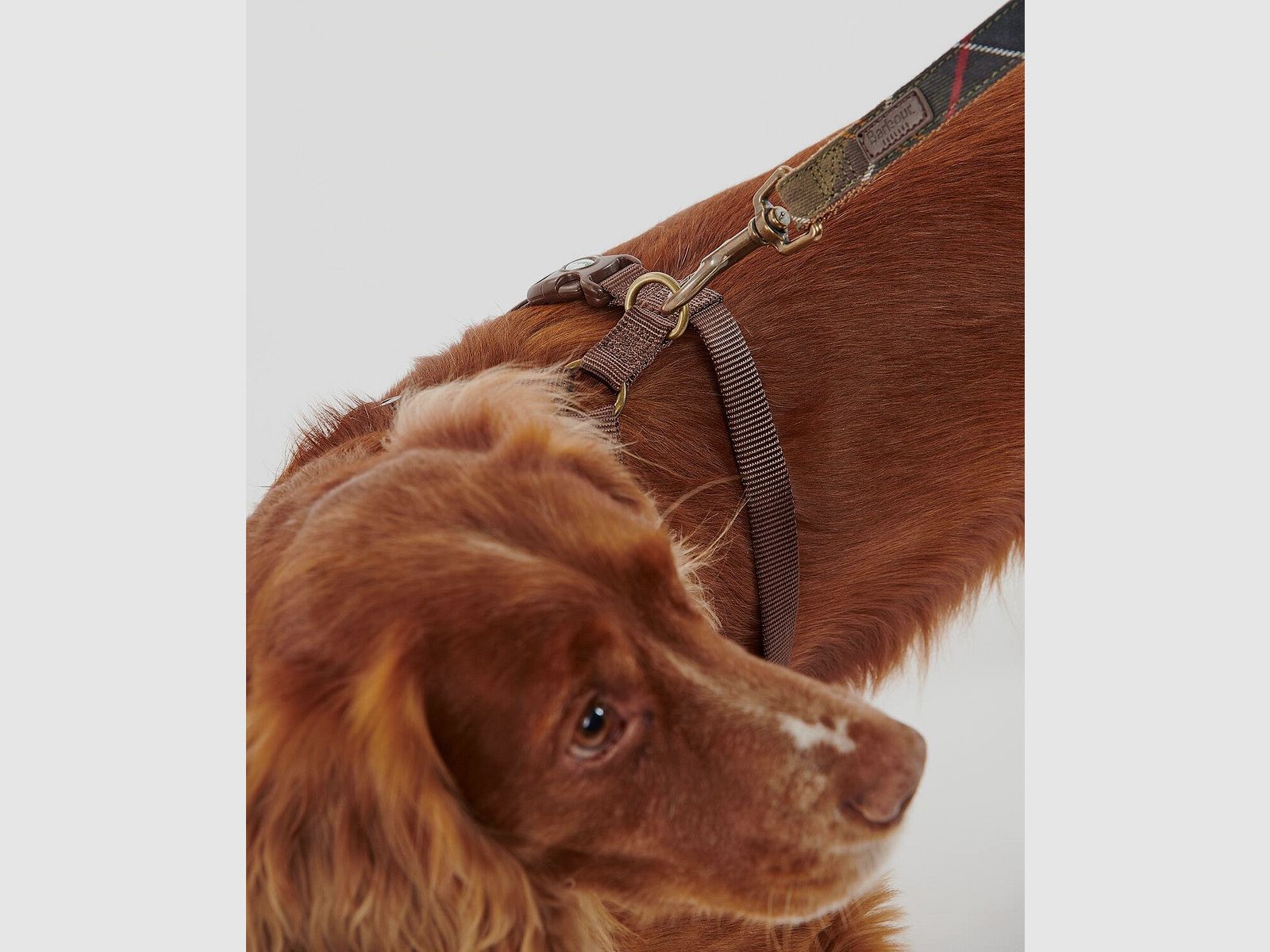Barbour Hunde Geschirr Travel & Exercise