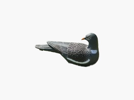 Forme von Wachtelpigeon x 12