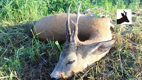 First roebuck 2016 season - Polowanie na kozła - Rehbockjagd - Chasse brocard