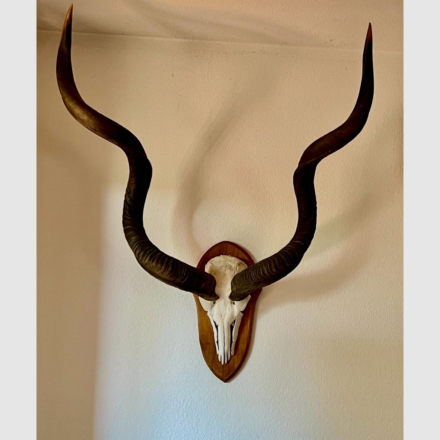Kudu aus Südafrika, montiert.