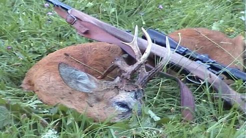 Best of Roebuck Hunting