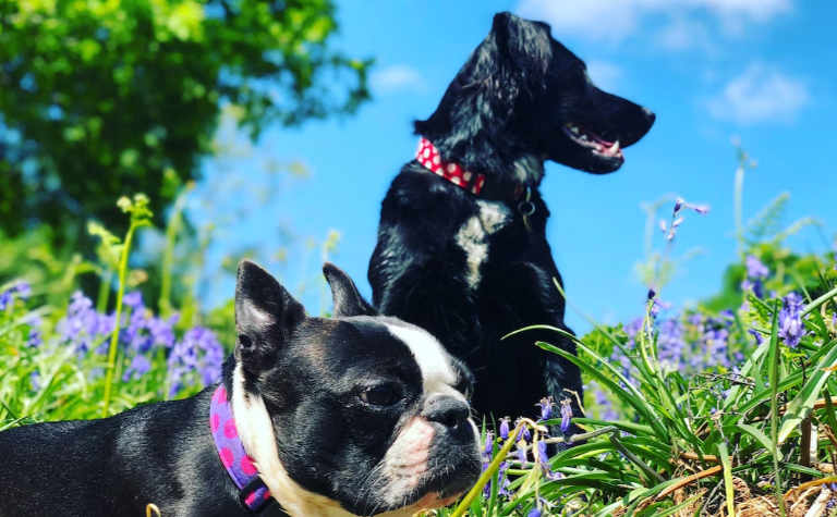Why do small dogs live longer?