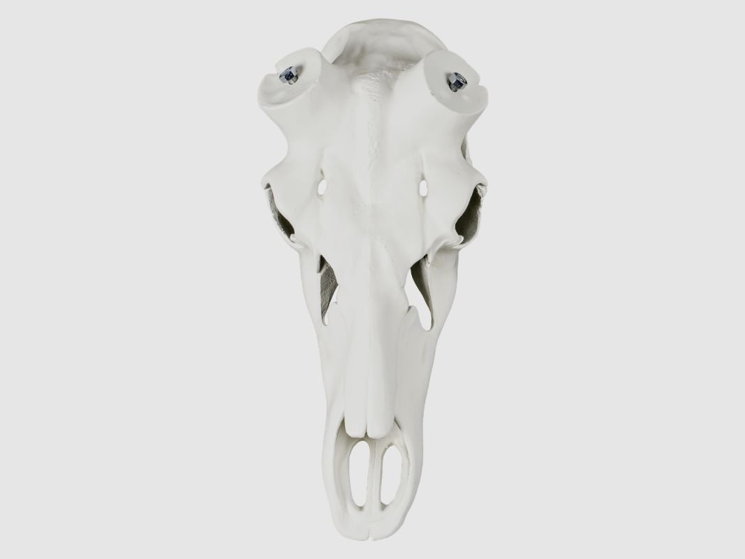 ALU CRÂNE POUR CERF 65 TÊTE COMPLÈTE