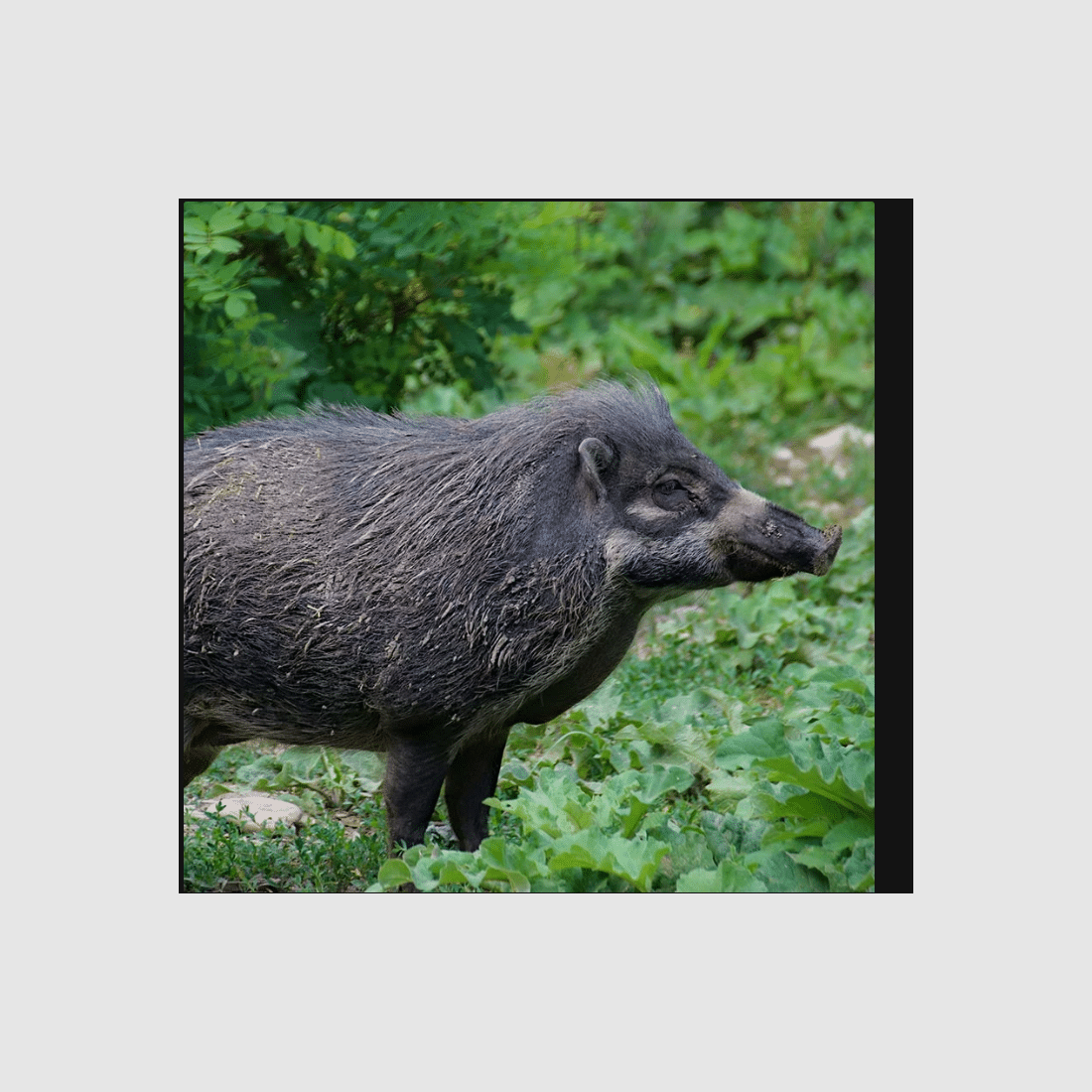 BIOSTIMULANT MET AFWEERWERKING VOOR DE BESCHERMING VAN TEELTEN TEGEN WILDZWijnen, afbeelding 2 van 2