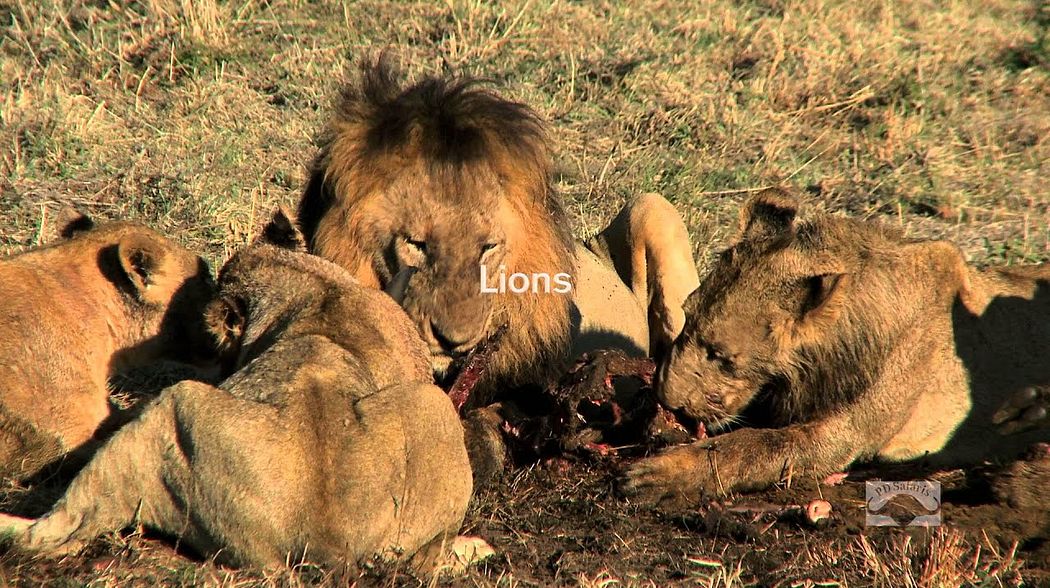 PD Safaris presents: Beautiful landscape and luxury camps in Tanzania