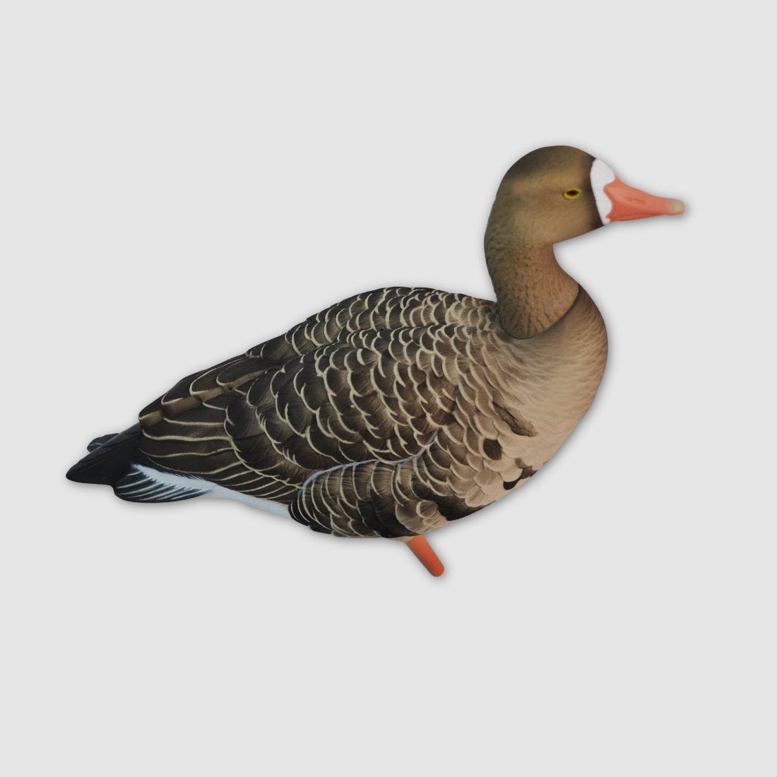 Avian-X lot de formes de chasse à l’oie rieuse (6 pièces), floquées, image 1 sur 3
