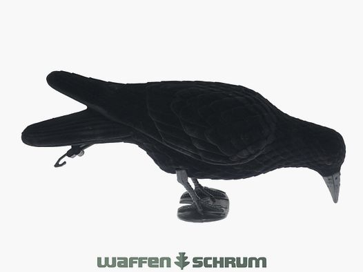 Corbeau à tête pleine en train de picorer