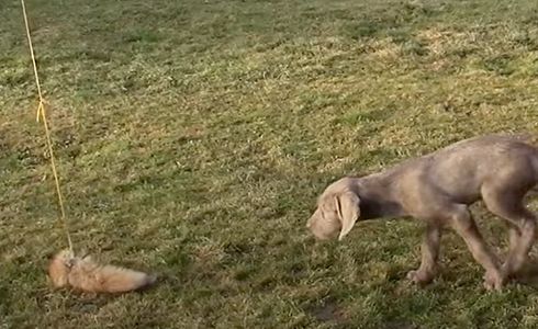 Reizangeltraining für Hunde: Die perfekte Beschäftigung für jagdbegeisterte Vierbeiner