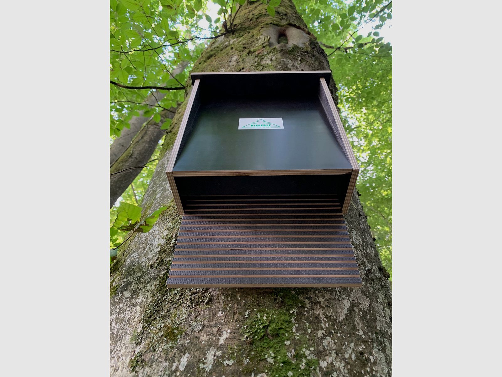 Fledermauskasten