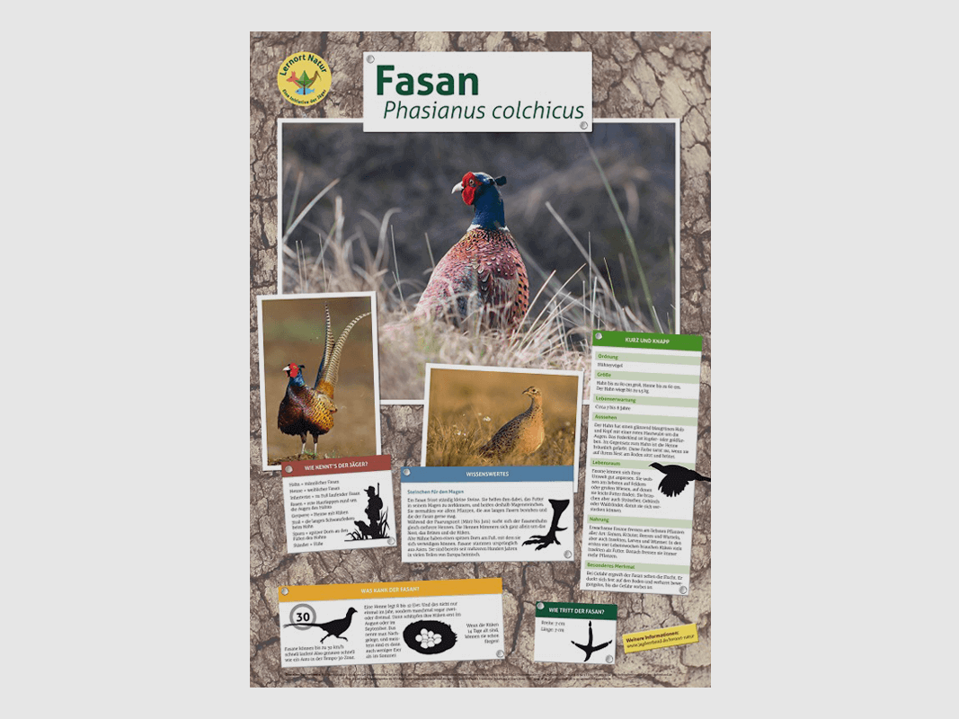 Luogo di apprendimento natura - Poster del fagiano