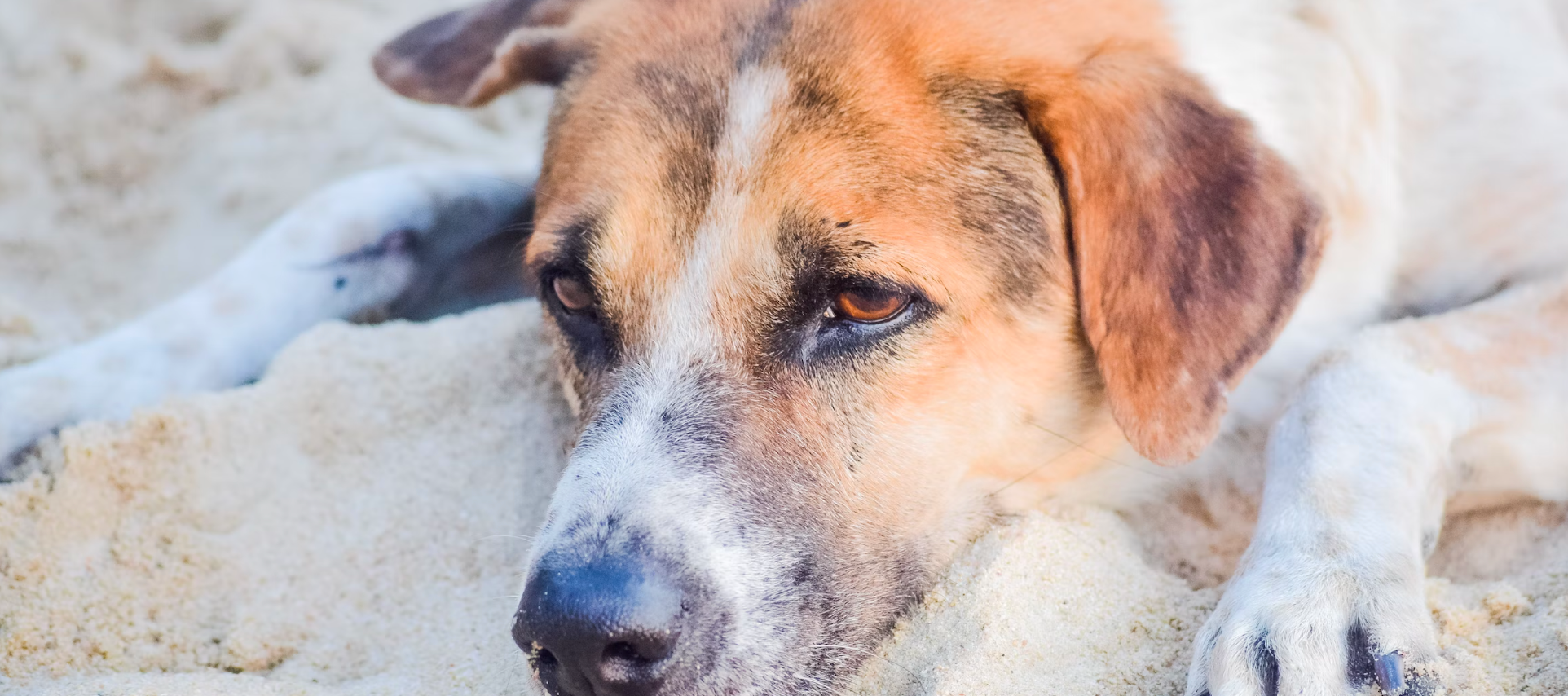 Blood poisoning in dogs - act immediately!