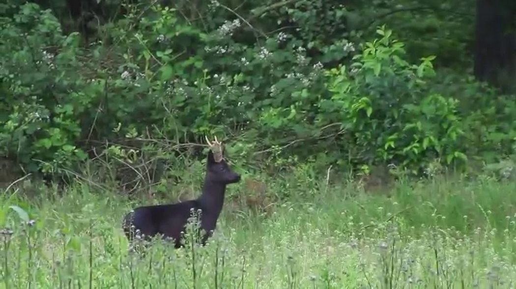 Max Hunt hunting Black Roe Buck in Germany, German and English version.