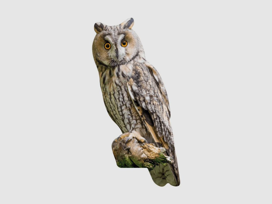 Tieraufsteller Waldohreule