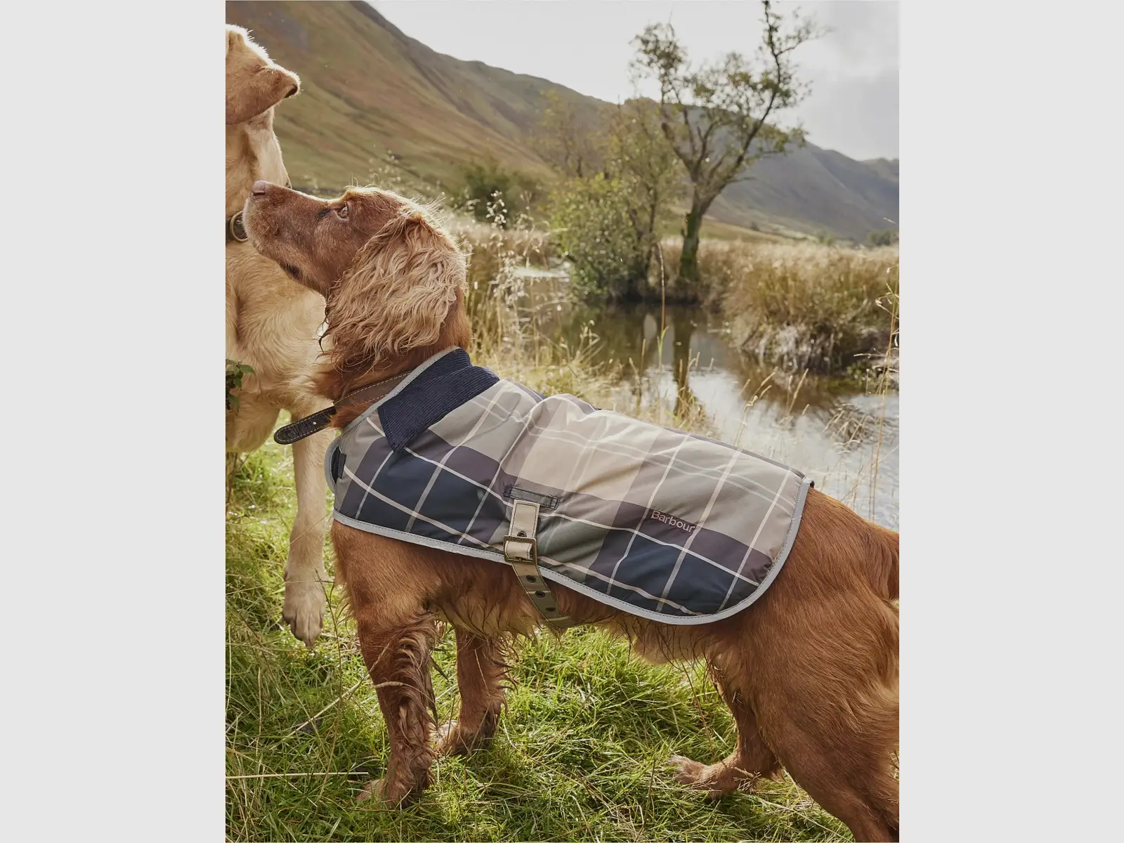 Barbour Tartan-Hundemantel (Gardenia Tartan)