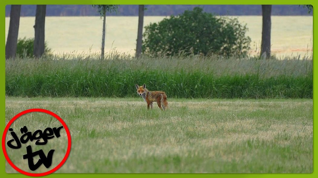 Jagd auf Reineke | Spezial Video