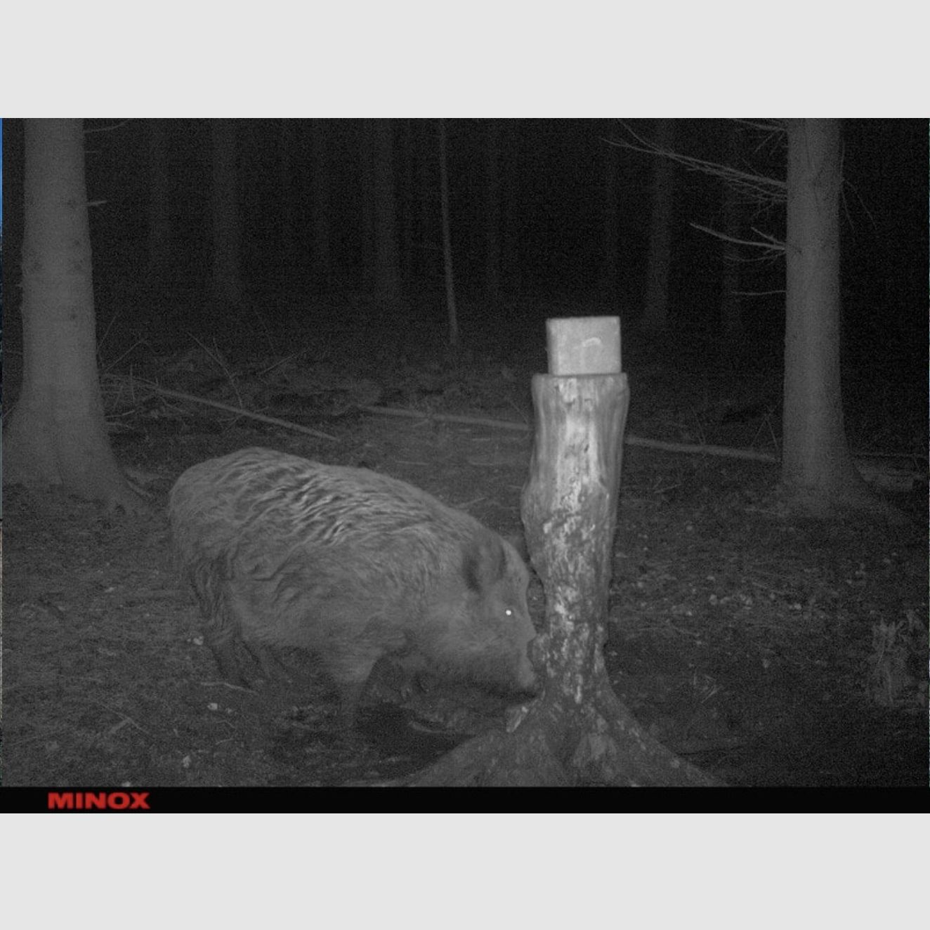 Minox 80406283 DTC 1200 4G Wildkamera Beobachtungskamera Fotofalle