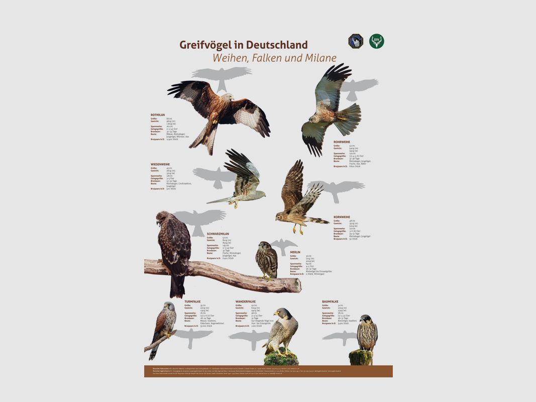 Poster Greifvögel 3: Weihen, Falken, Milane