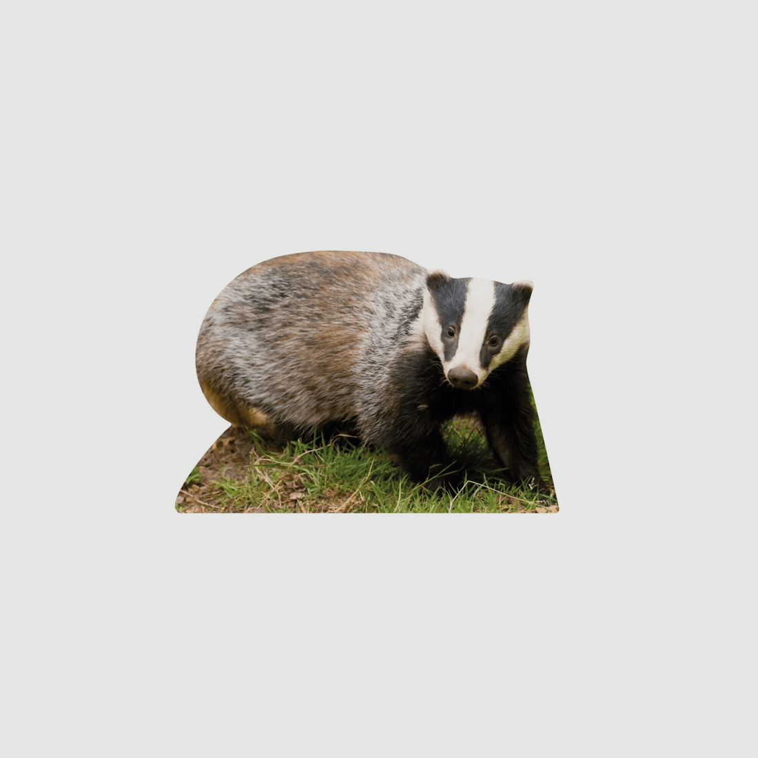 Dierstand Badger