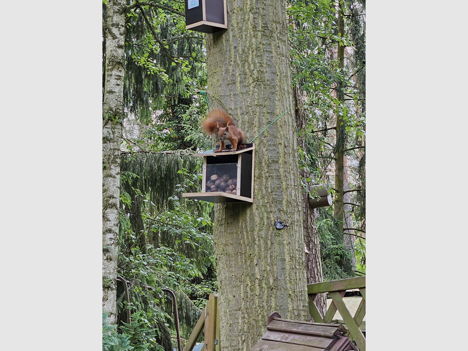 Eichhörnchenfutterautomat