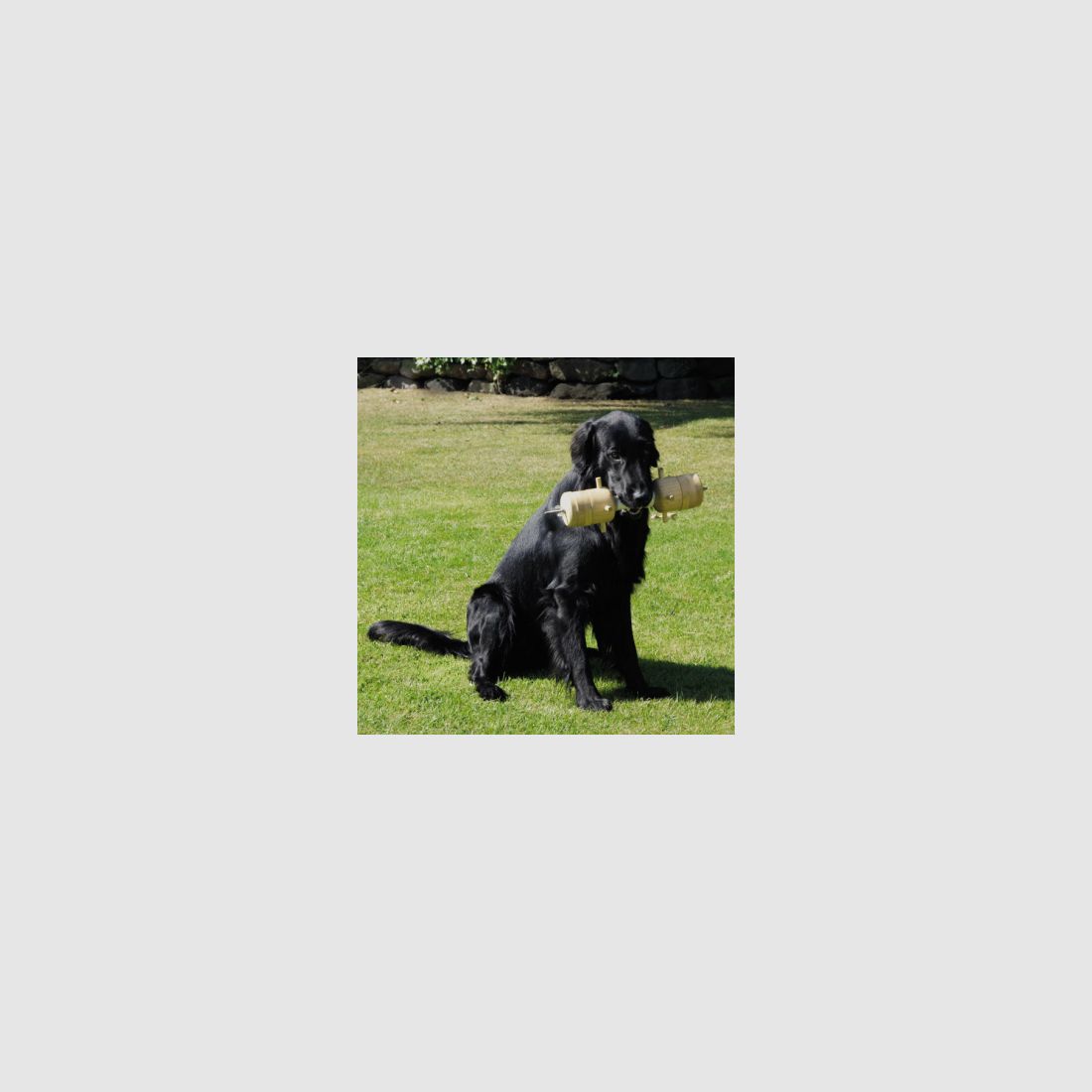 il Lago Passion Apportierbock Jagd-Gebrauchshund |