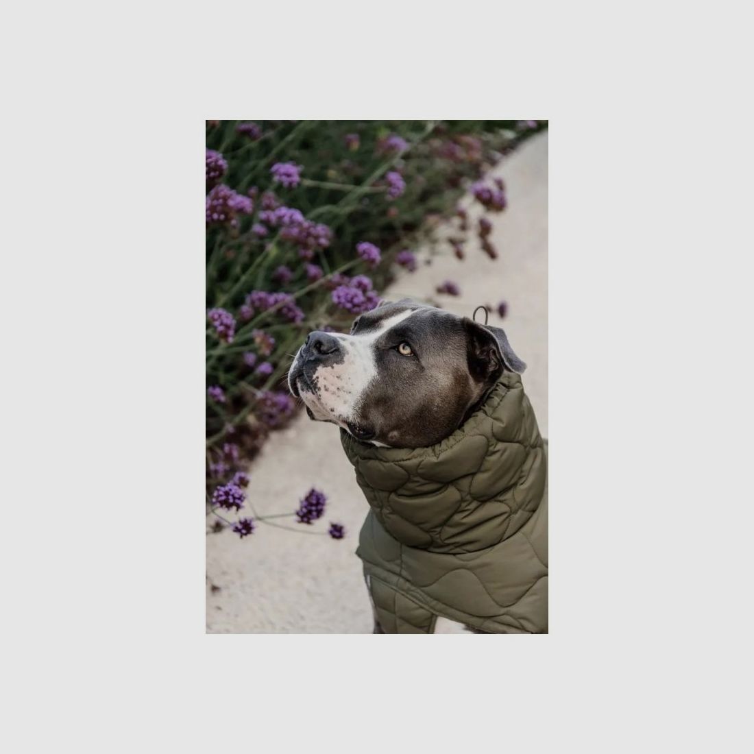Kentucky Dogwear Hundemantel Winter Pina 160g Tannengrün XXXL 76-84cm