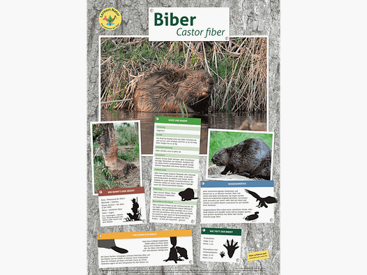 Lieu d'apprentissage nature - Affiche castor