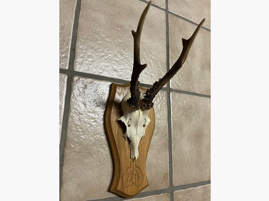 Trofeo di caccia con supporto per corna