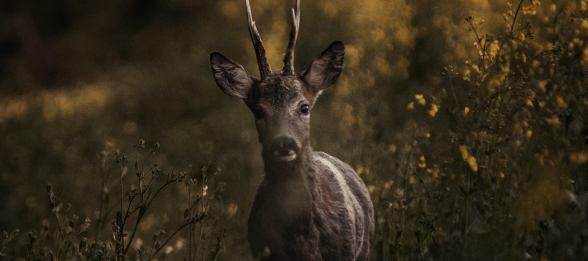 Hunting Roe Deer